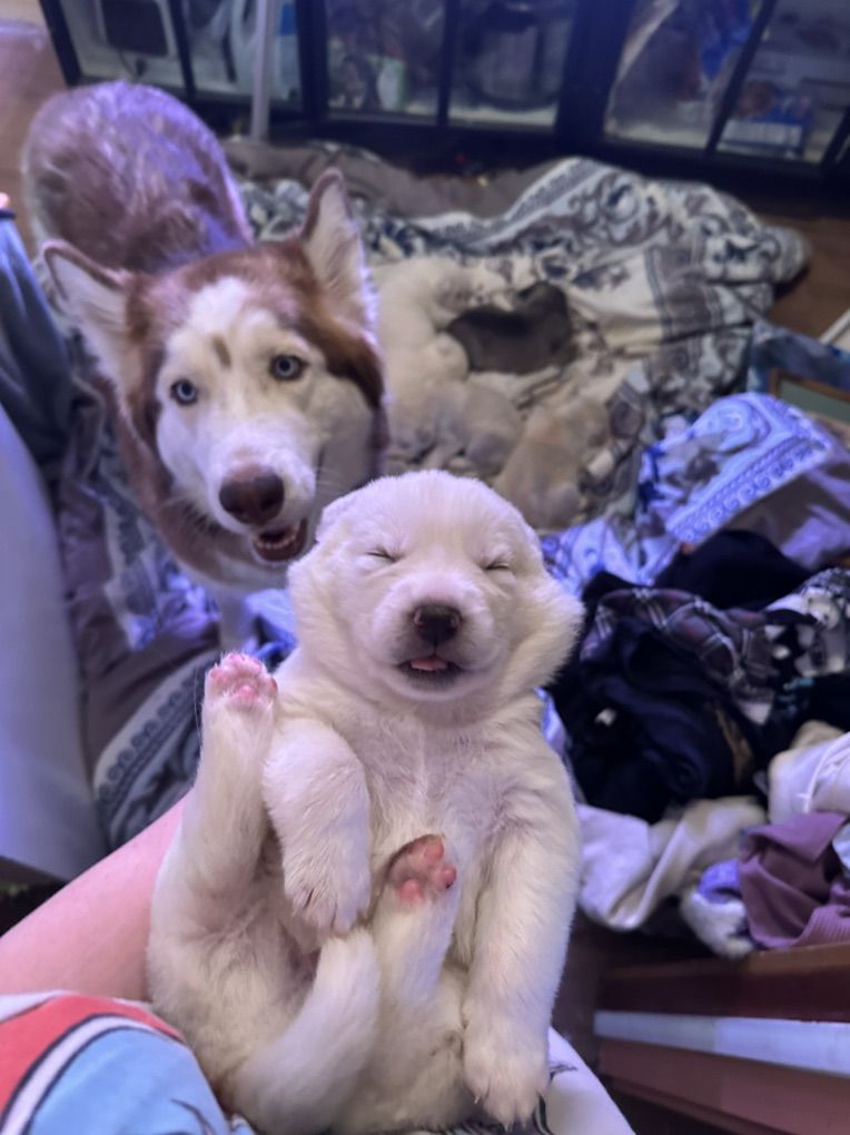 Husky × Great Pyrenees mix pups