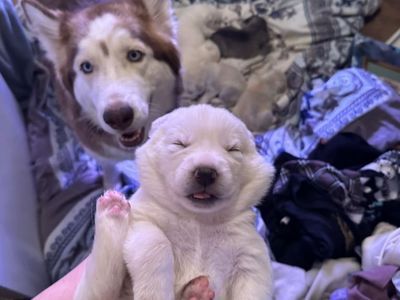 Husky × Great Pyrenees mix pups