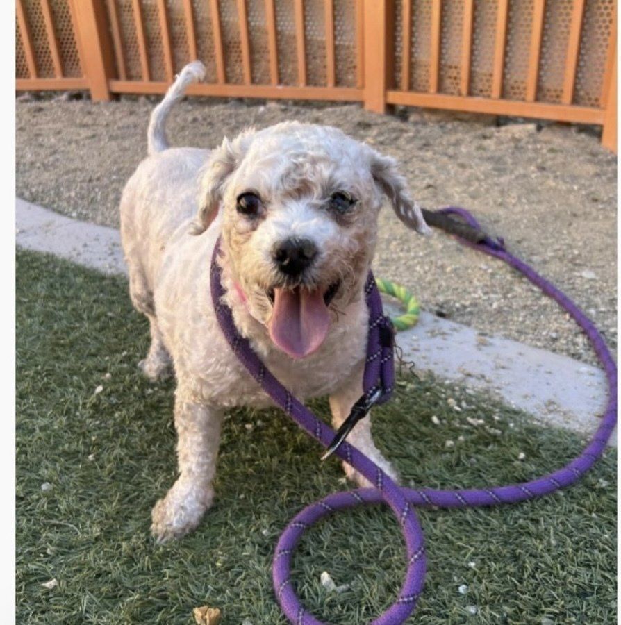 Poodle (TeeTee)Special Needs