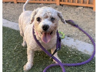 Poodle (TeeTee)Special Needs