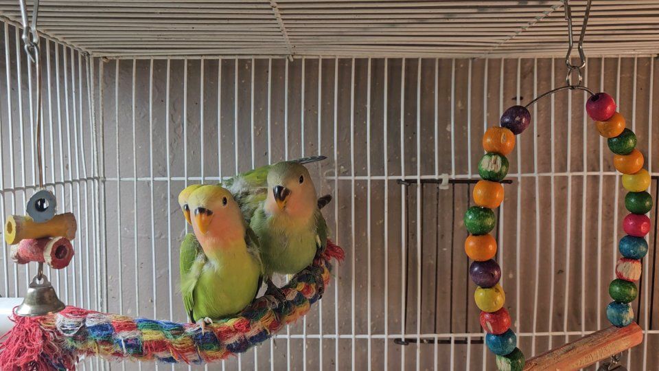 Baby Lovebirds