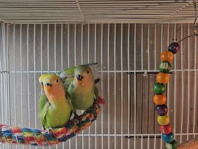 Baby Lovebirds