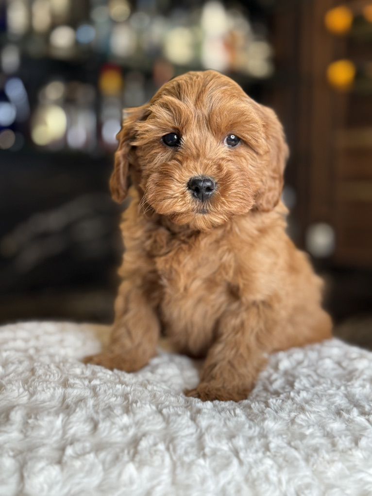 Perfect Wavy Hypoallergenic 12 Pound Goldendoodle