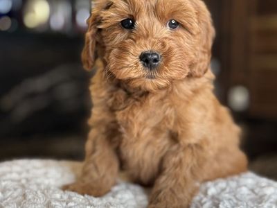 Perfect Wavy Hypoallergenic 12 Pound Goldendoodle