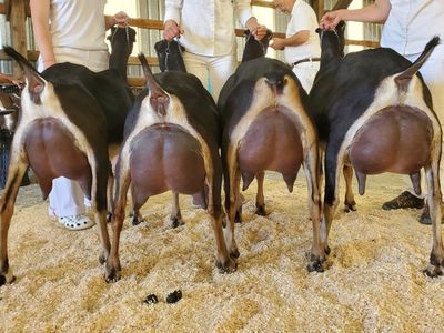 Sweet Deseret LaMancha Dairy Goats - Milkers for sale