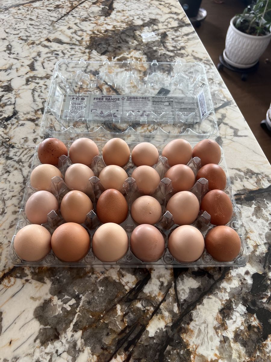 Selling Farm Fresh Eggs (from my own chicken farm