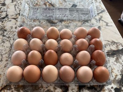 Selling Farm Fresh Eggs (from my own chicken farm