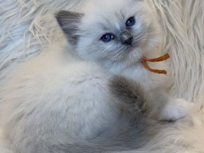 GORGEOUS PUREBRED PAPERED RAGDOLL KITTENS