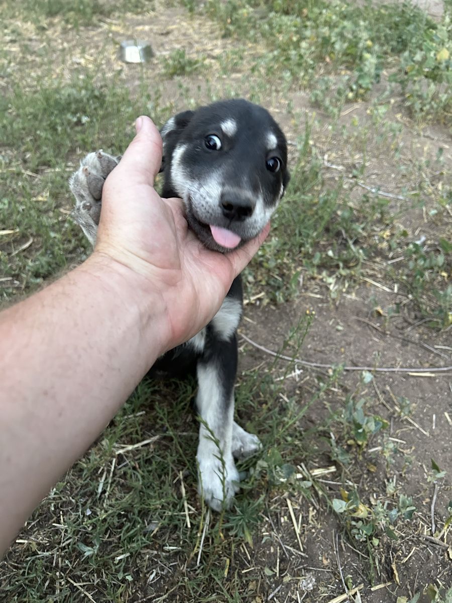 Cute Puppies