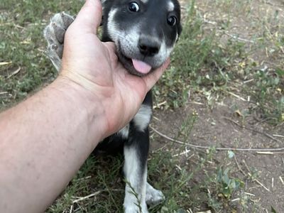 Cute Puppies