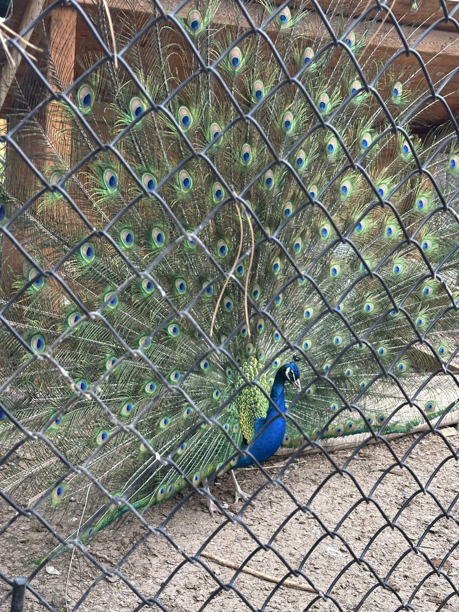 Peacocks