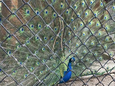 Peacocks
