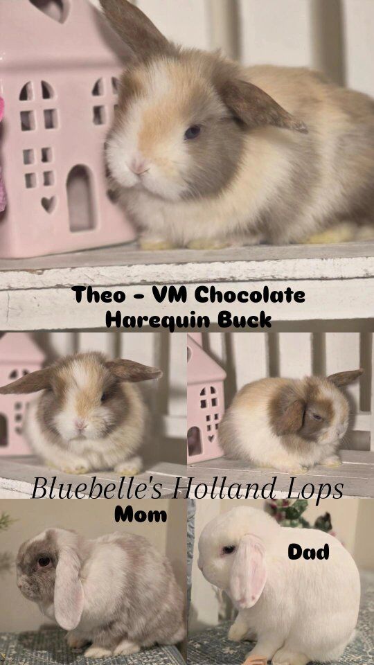 Pedigreed Holland Lops