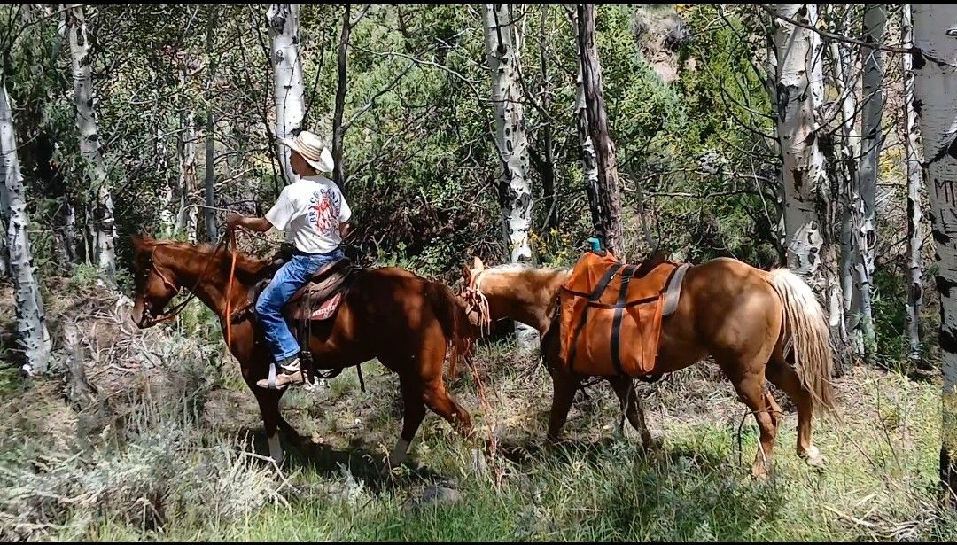 Palomino gelding rides/ packs