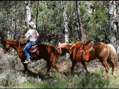 Palomino gelding rides/ packs
