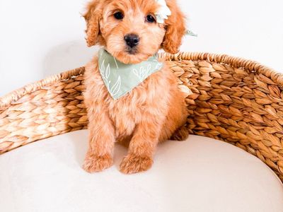 Beautiful Light Honey Colored Mini Goldendoodle Girl Golden Doodle 15-25lbs