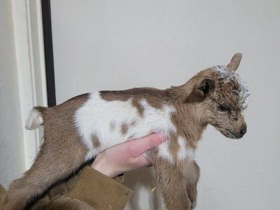 Bottle Babies (Bucklings)