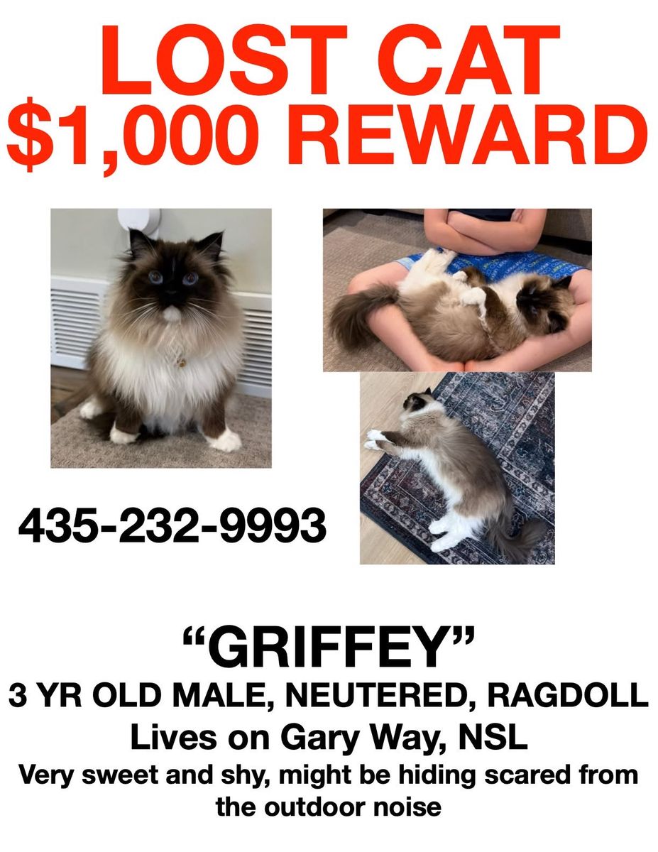 LOST CAT: Griffey, 3-Year-Old Male, Neutered Ragdoll - $1,000 Reward