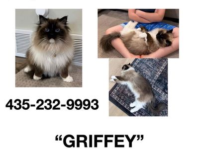 LOST CAT: Griffey, 3-Year-Old Male, Neutered Ragdoll - $1,000 Reward