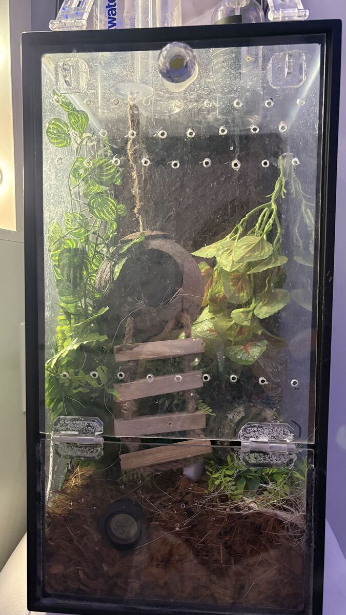 Crested gecko w enclosure