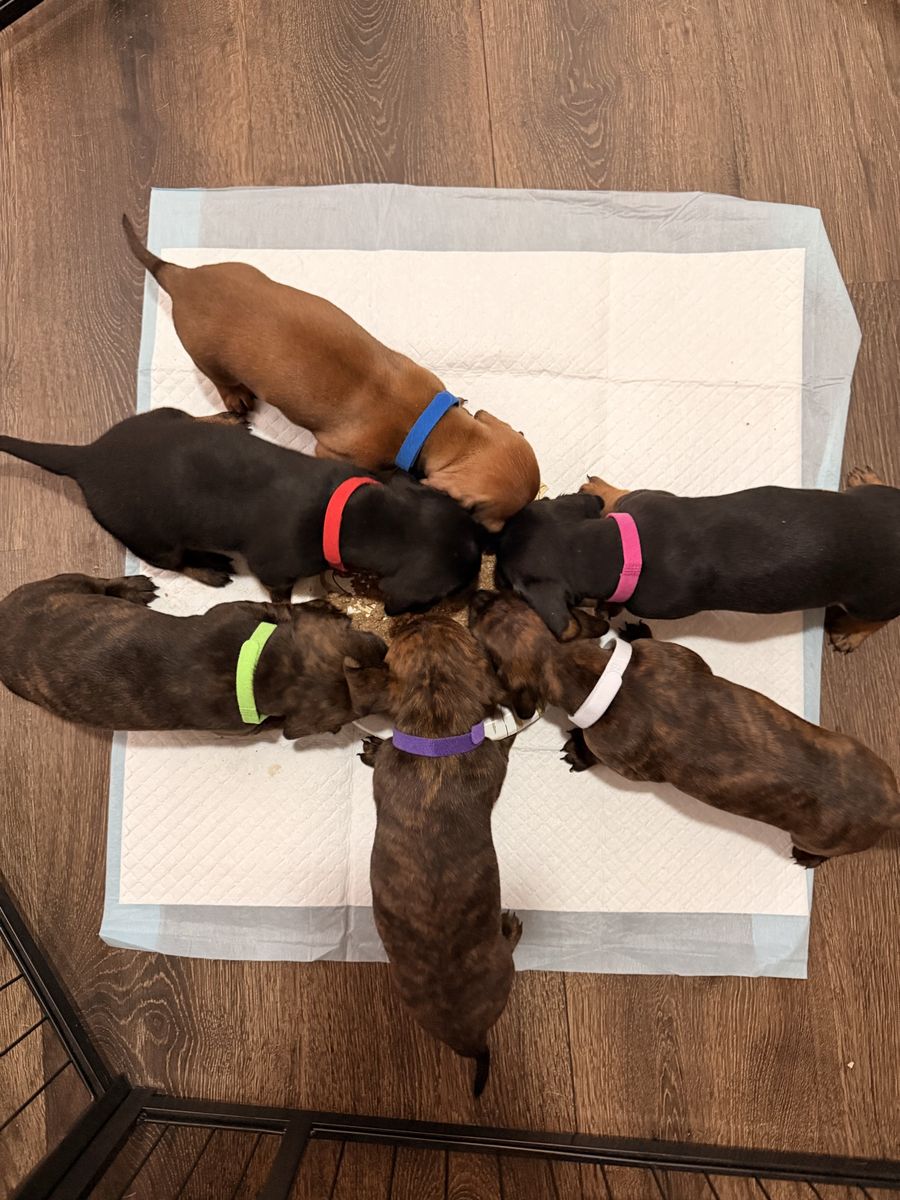 Miniature Dachshund Puppies