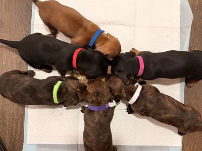 Miniature Dachshund Puppies