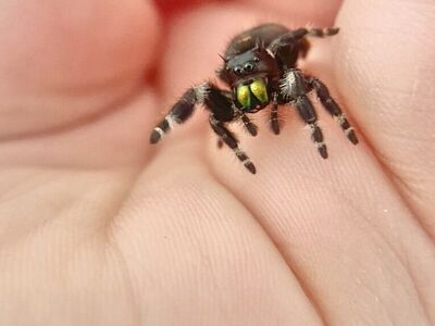 Jumping Spiders