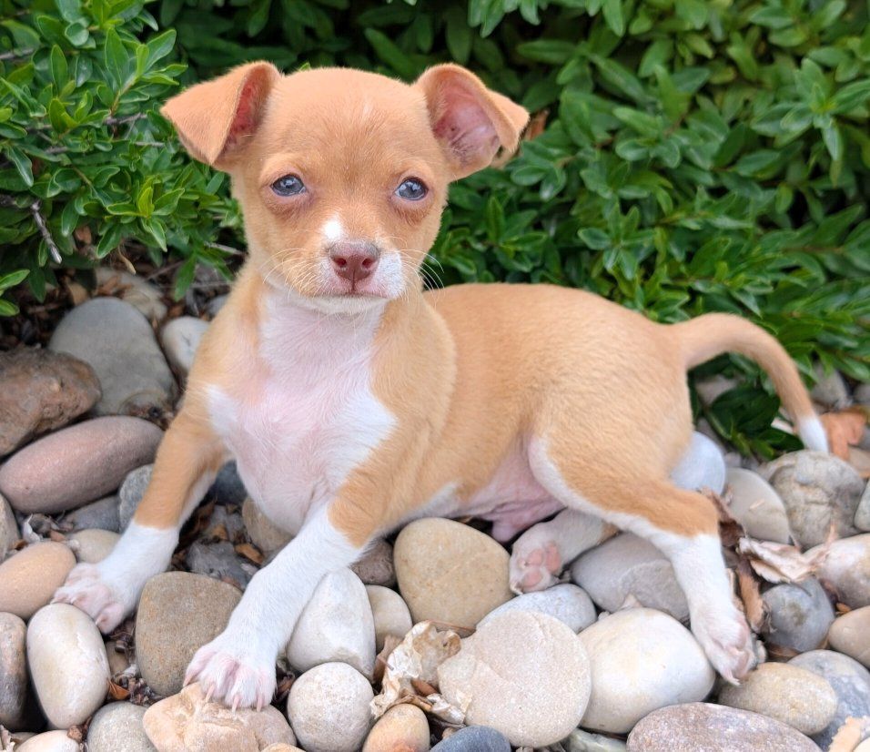 Tiny **CHORKIE** Puppies!!