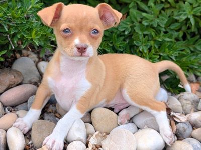Tiny **CHORKIE** Puppies!!