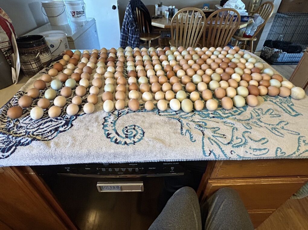Chicken eggs