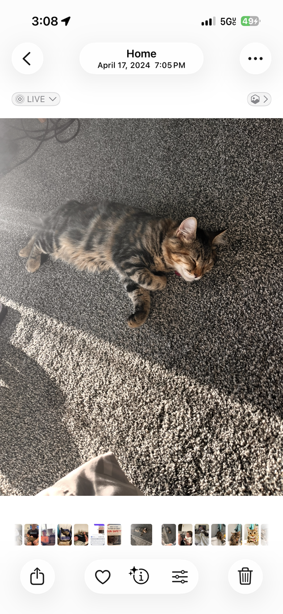 Missing fluffy grey/brown striped cat