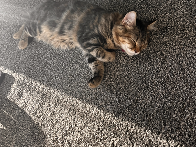 Missing fluffy grey/brown striped cat