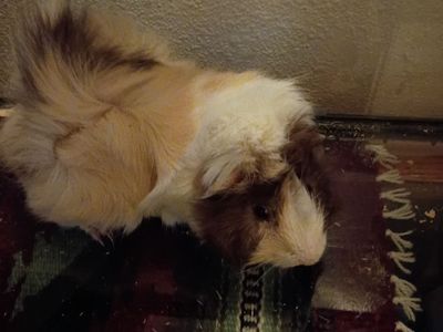 Long Hair Male Guinea pigs