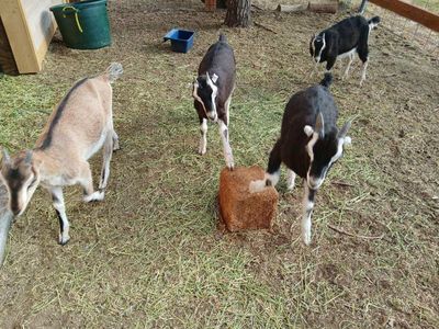 Lamancha Kids