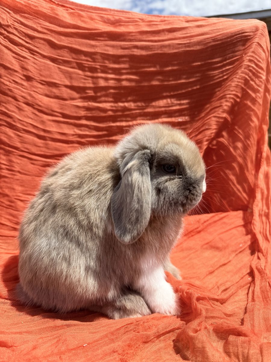 Holland lop doe