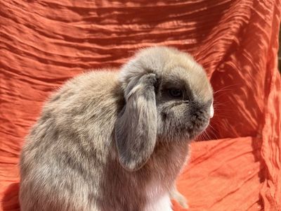 Holland lop doe