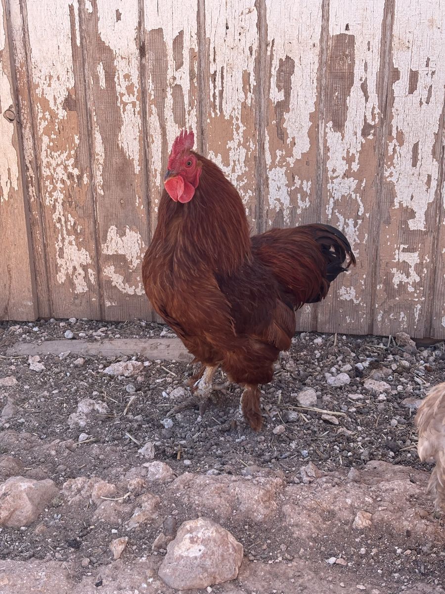 Red Cochin bantam roo