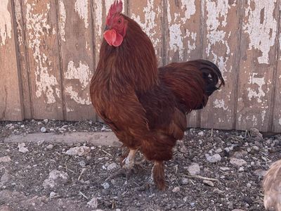 Red Cochin bantam roo