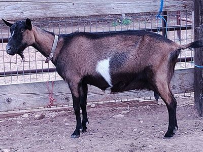 ADGA registered Alpine