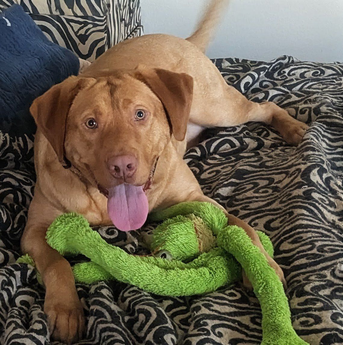 Yellow Labrador Looking for an Active, Experienced