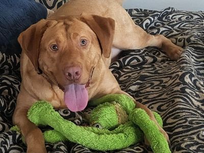 Yellow Labrador Looking for an Active, Experienced