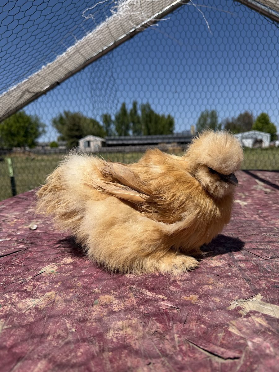Silkie satin frizzle showgirl hens and roosters