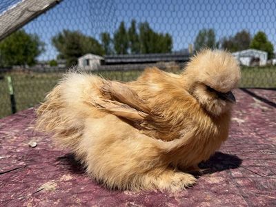 Silkie satin frizzle showgirl hens and roosters
