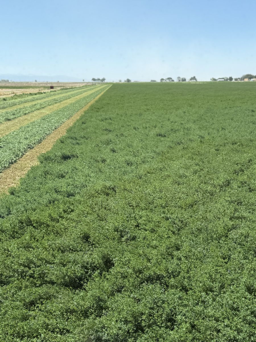 Alfalfa hay