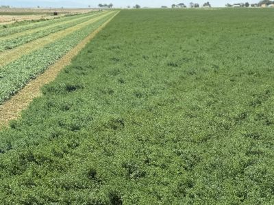 Alfalfa hay