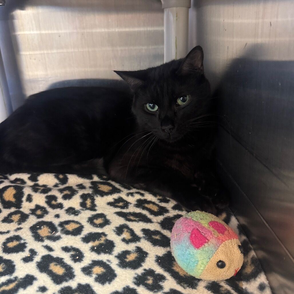 Hello my name is Mykonos