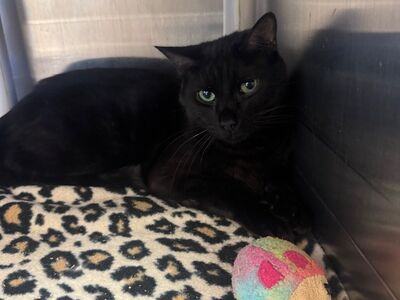 Hello my name is Mykonos