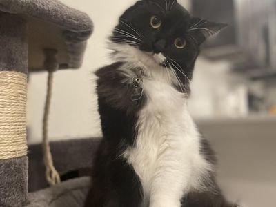 Hello my name is Luna