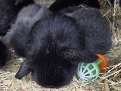 Pet or Show Mini Lop Baby Bunny Rabbits