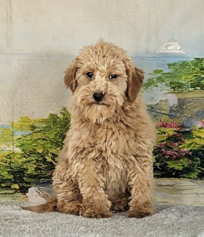 Girl Holly – Micro Goldendoodle $1200